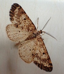 Eufidonia notataria