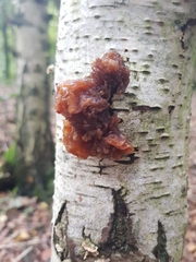Phaeotremella foliacea