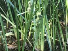 Sparganium eurycarpum