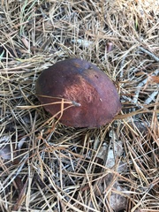 Aureoboletus projectellus
