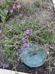 Verbena bonariensis