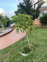 Heptapleurum actinophyllum