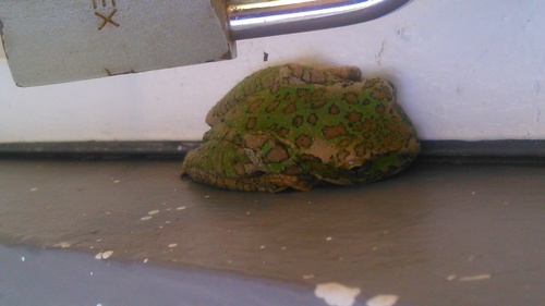 Charadrahyla taeniopus