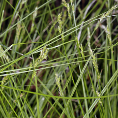 Carex bolanderi