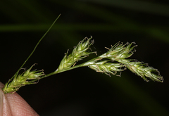 Carex bolanderi