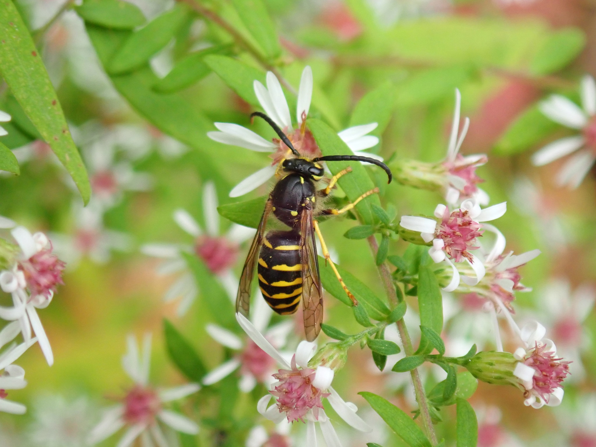 a common aerial yellowjacket resting on a plant with clusters of pink flowers