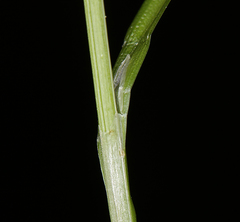 Carex bolanderi