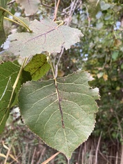 Populus deltoides