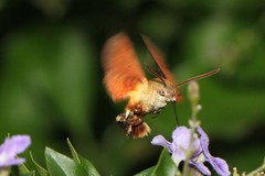 Macroglossum trochilus