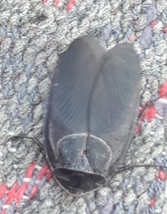 Polyphaga aegyptiaca