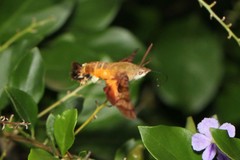 Macroglossum trochilus