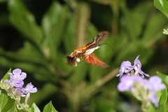 Macroglossum trochilus