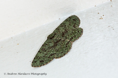 Ophthalmitis herbidaria