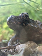 Glandirana rugosa