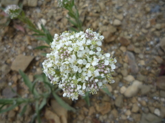 Lepidium appelianum