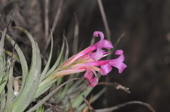 Tillandsia argentina