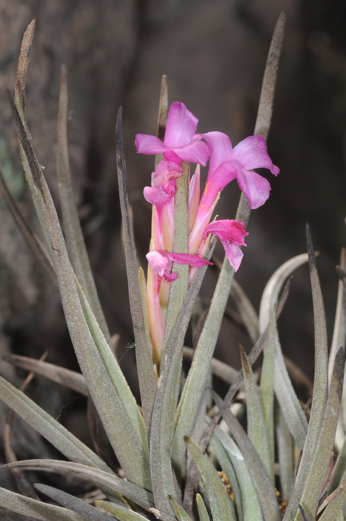 Tillandsia argentina