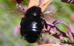 Xylocopa tabaniformis androleuca