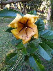 Solandra maxima
