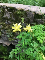 Aquilegia longissima