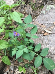 Solanum stoloniferum
