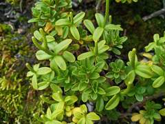 Peperomia leptophylla