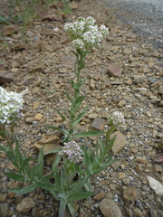 Lepidium appelianum