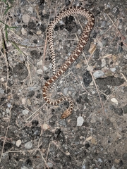 Pituophis catenifer sayi