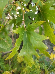 Acer saccharinum