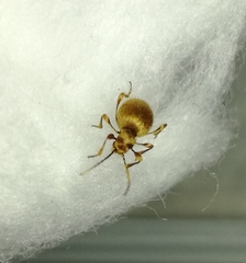 Niptus hololeucus