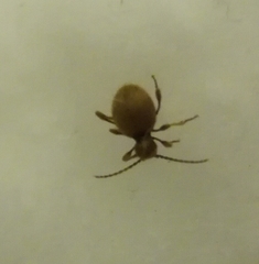 Niptus hololeucus
