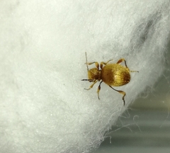 Niptus hololeucus
