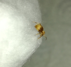 Niptus hololeucus