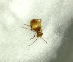 Niptus hololeucus