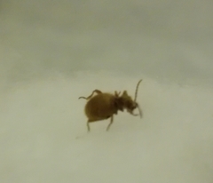 Niptus hololeucus