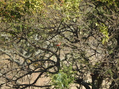 Pyrocephalus rubinus