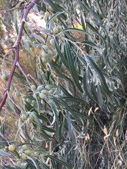 Elaeagnus angustifolia