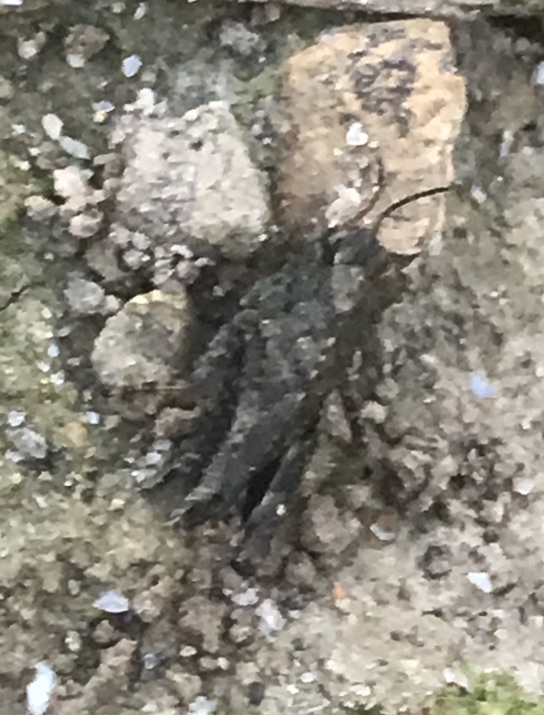 Neotettix proavus