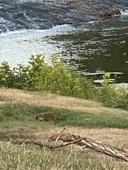 Marmota monax