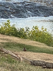Marmota monax