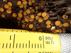 Scutellinia erinaceus