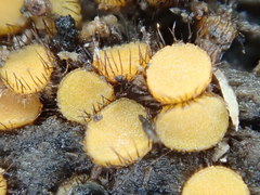 Scutellinia erinaceus