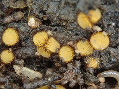 Scutellinia erinaceus