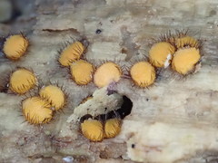 Scutellinia erinaceus