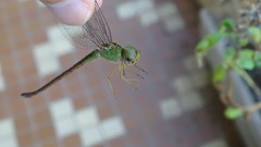 Triacanthagyna septima