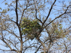 Psittacanthus calyculatus