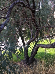 Elaeagnus angustifolia