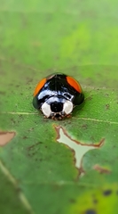 Harmonia axyridis