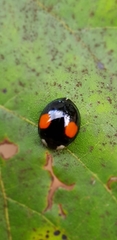 Harmonia axyridis
