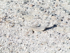 Callisaurus draconoides rhodostictus